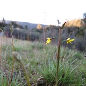 Diuris monticola at Paddys River, ACT - suppressed