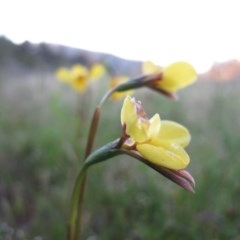 Diuris monticola at Paddys River, ACT - suppressed