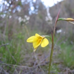 Diuris monticola at Paddys River, ACT - 23 Nov 2010