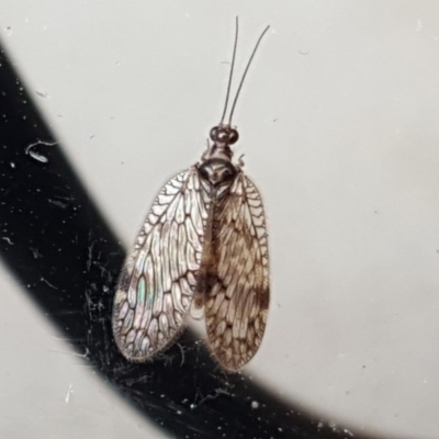 Carobius sp. (genus) (Brown Lacewing) at Isaacs, ACT - 20 Oct 2020 by Mike