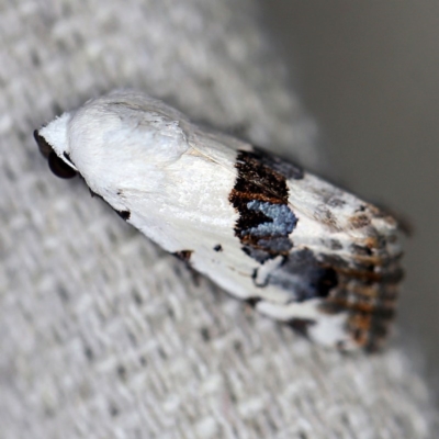 Armactica conchidia (Conchidia Moth) at O'Connor, ACT - 21 Oct 2020 by ibaird