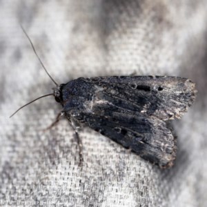 Agrotis infusa at O'Connor, ACT - 18 Oct 2020 07:59 PM