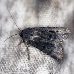 Agrotis infusa (Bogong Moth, Common Cutworm) at O'Connor, ACT - 18 Oct 2020 by ibaird