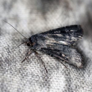 Agrotis infusa at O'Connor, ACT - 18 Oct 2020