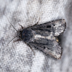 Agrotis infusa at O'Connor, ACT - 18 Oct 2020 07:59 PM