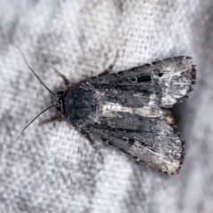 Agrotis infusa at O'Connor, ACT - 18 Oct 2020