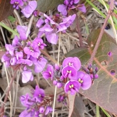 Hardenbergia violacea (False Sarsaparilla) at Cook, ACT - 2 Sep 2020 by drakes