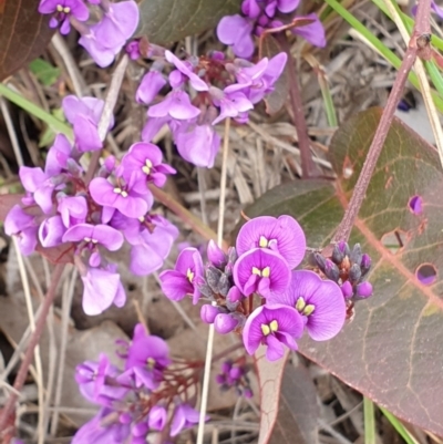 Hardenbergia violacea (False Sarsaparilla) at Mount Painter - 2 Sep 2020 by drakes