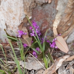 Hardenbergia violacea at Cook, ACT - 3 Sep 2020 08:45 AM