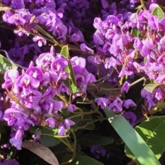 Hardenbergia violacea (False Sarsaparilla) at Cook, ACT - 4 Sep 2020 by drakes