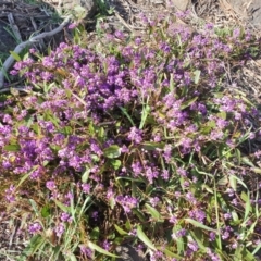 Hardenbergia violacea at Cook, ACT - 4 Sep 2020