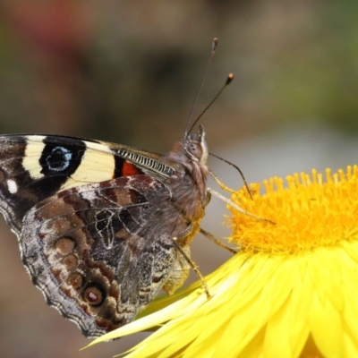 Vanessa itea (Yellow Admiral) at Acton, ACT - 29 Oct 2020 by TimL