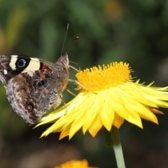 Vanessa itea at Acton, ACT - 29 Oct 2020 12:17 PM