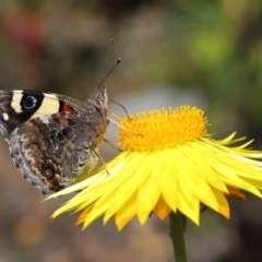 Vanessa itea at Acton, ACT - 29 Oct 2020 12:17 PM