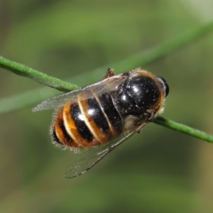 Ogcodes sp. (genus) at Acton, ACT - 29 Oct 2020