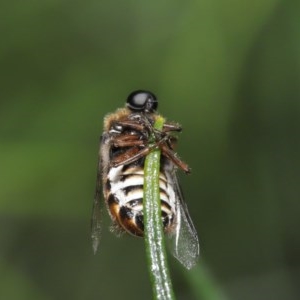 Ogcodes sp. (genus) at Acton, ACT - 29 Oct 2020