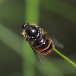 Ogcodes sp. (genus) at Acton, ACT - 29 Oct 2020