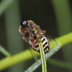 Ogcodes sp. (genus) at Acton, ACT - 29 Oct 2020