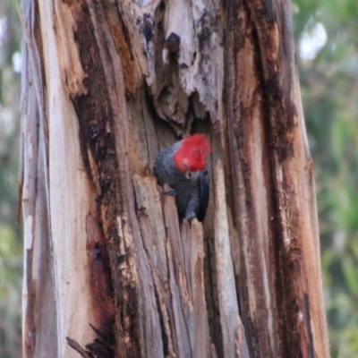 Callocephalon fimbriatum (Gang-gang Cockatoo) at Hughes Grassy Woodland - 29 Oct 2020 by LisaH