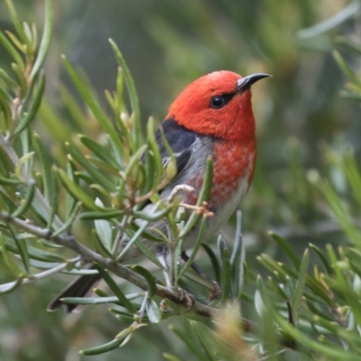 Myzomela sanguinolenta (Scarlet Honeyeater) at suppressed - 29 Oct 2020 by Illilanga