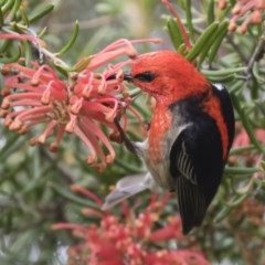 Myzomela sanguinolenta at Michelago, NSW - suppressed