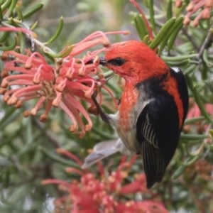 Myzomela sanguinolenta at Michelago, NSW - suppressed