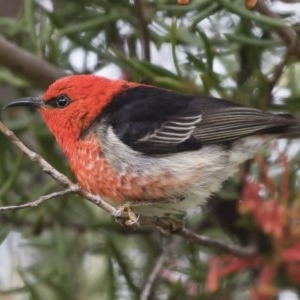 Myzomela sanguinolenta at Michelago, NSW - suppressed