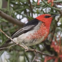 Myzomela sanguinolenta at Michelago, NSW - suppressed