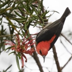 Myzomela sanguinolenta at Michelago, NSW - suppressed