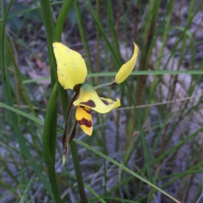 Diuris sulphurea (Tiger Orchid) at Holt, ACT - 29 Oct 2020 by Jubeyjubes