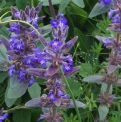 Ajuga australis (Austral Bugle) at Aranda Bushland - 29 Oct 2020 by Jubeyjubes