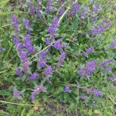 Ajuga australis at Holt, ACT - 29 Oct 2020