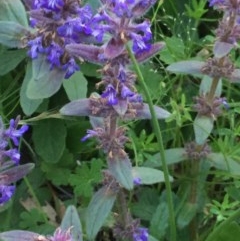 Ajuga australis at Holt, ACT - 29 Oct 2020