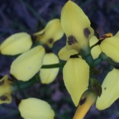 Diuris sulphurea (Tiger Orchid) at Aranda Bushland - 29 Oct 2020 by Jubeyjubes