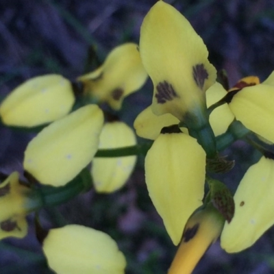 Diuris sulphurea (Tiger Orchid) at Molonglo Valley, ACT - 29 Oct 2020 by Jubeyjubes