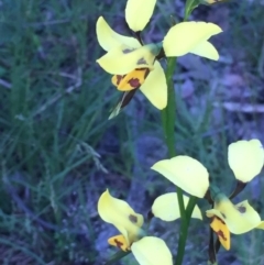 Diuris sulphurea at Point 4522 - suppressed