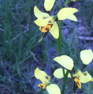 Diuris sulphurea at Point 4522 - suppressed