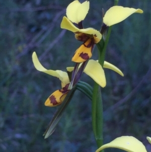 Diuris sulphurea at Point 4522 - suppressed