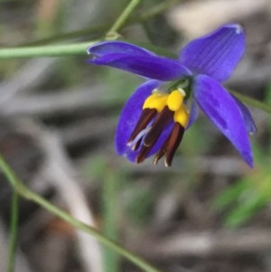 Dianella revoluta var. revoluta at Holt, ACT - 29 Oct 2020