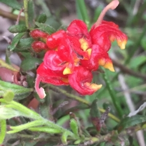 Grevillea alpina at Holt, ACT - 29 Oct 2020