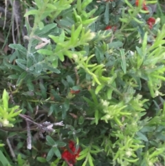 Grevillea alpina at Holt, ACT - 29 Oct 2020