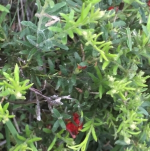 Grevillea alpina at Holt, ACT - 29 Oct 2020