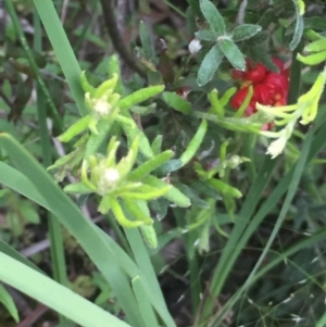 Grevillea alpina at Holt, ACT - 29 Oct 2020