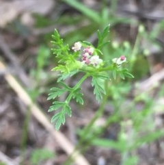 Daucus glochidiatus (Australian Carrot) at Aranda Bushland - 29 Oct 2020 by Jubeyjubes