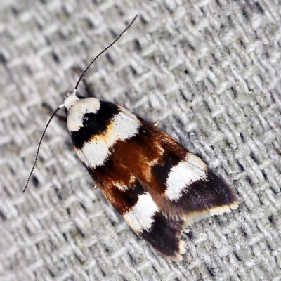 Catacometes phanozona (A Concealer moth) at O'Connor, ACT - 22 Oct 2020 by ibaird