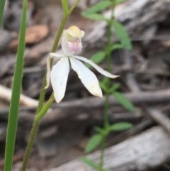 Caladenia moschata (Musky Caps) at Aranda Bushland - 29 Oct 2020 by Jubeyjubes