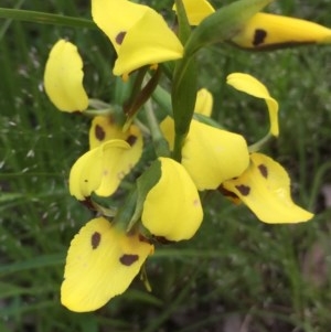 Diuris sulphurea at Holt, ACT - suppressed