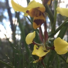 Diuris sulphurea at Holt, ACT - suppressed