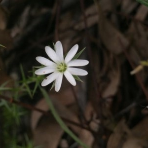 Stellaria pungens at Aranda, ACT - 29 Oct 2020