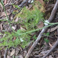 Stellaria pungens at Aranda, ACT - 29 Oct 2020